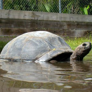 Aldabra Breeders