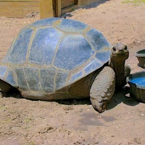 Aldabra Breeders