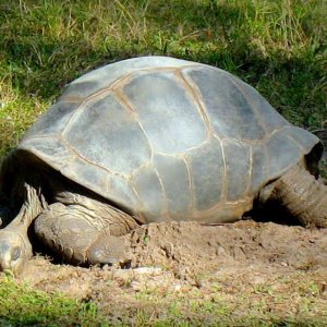 Aldabra Breeders
