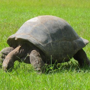 Aldabra Breeders