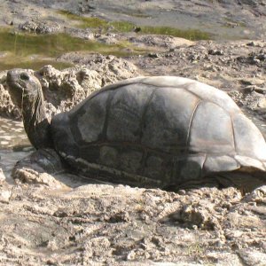 Aldabra Breeders
