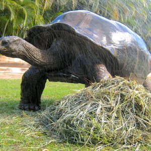 Aldabra Breeders
