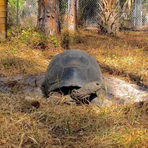 Aldabra Breeders