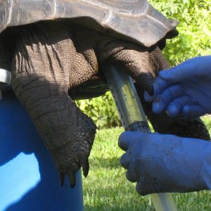 Aldabra Breeders