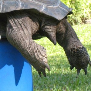 Aldabra Breeders