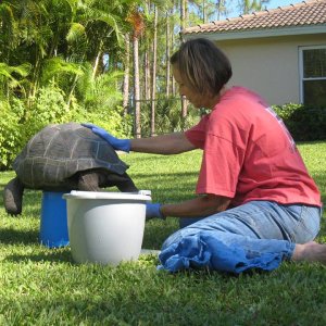 Aldabra Breeders