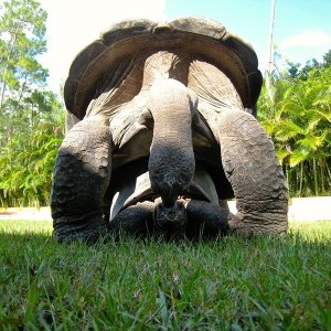 Aldabra Breeders