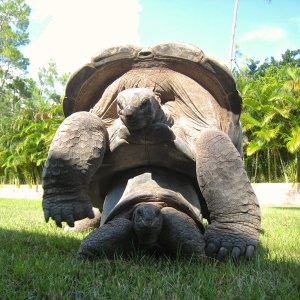 Aldabra Breeders