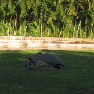 Aldabra Breeders