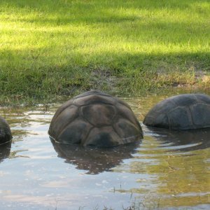 Aldabra Breeders