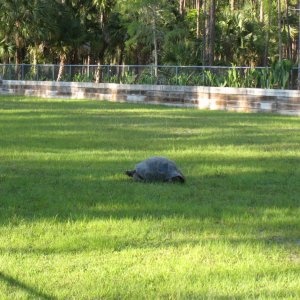 Aldabra Breeders