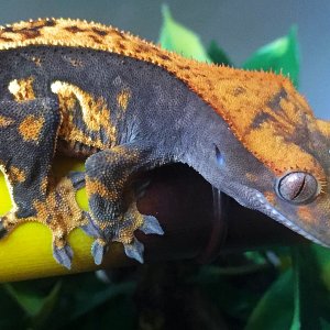 Phoenix from Gecko Garden