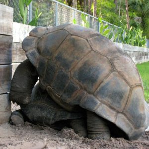 Aldabra Breeders