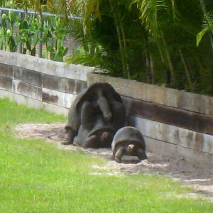 Aldabra Breeders
