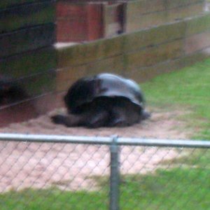 Aldabra Breeders