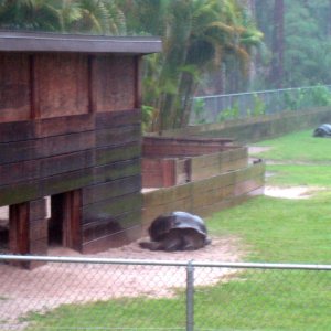 Aldabra Breeders