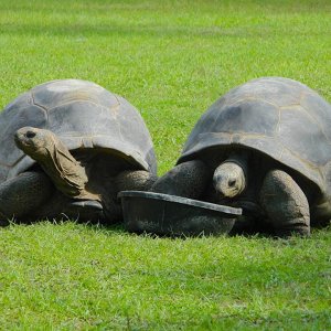 Aldabra Breeders