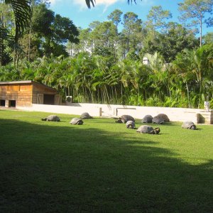 Aldabra Breeders