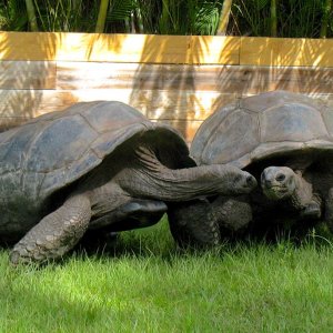 Aldabra Breeders