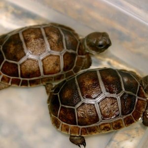 Aldabra Breeders