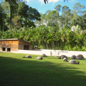Aldabra Breeders