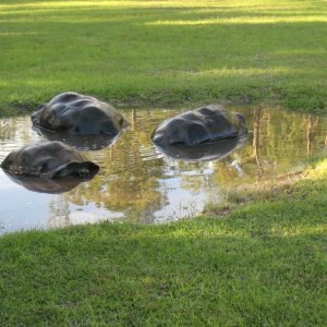 Aldabra Breeders