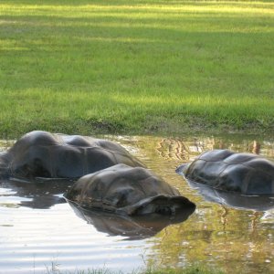Aldabra Breeders