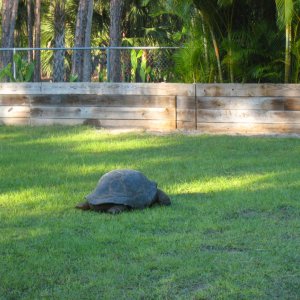 Aldabra Breeders