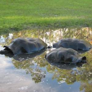 Aldabra Breeders