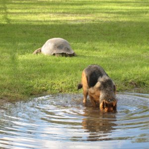 Aldabra Breeders