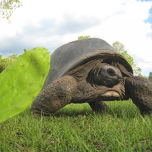 Aldabra Breeders