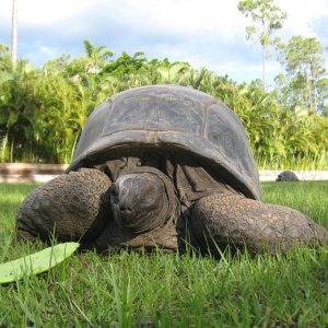 Aldabra Breeders