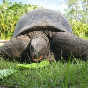 Aldabra Breeders