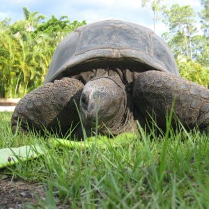 Aldabra Breeders