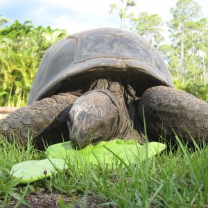 Aldabra Breeders