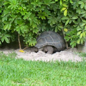 Aldabra Breeders