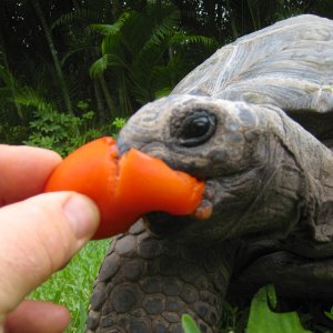Aldabra Breeders