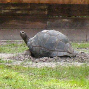 Aldabra Breeders