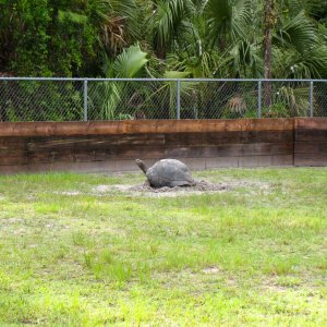 Aldabra Breeders