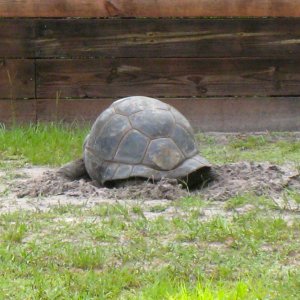 Aldabra Breeders