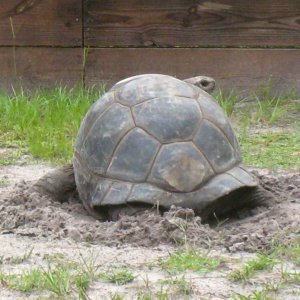 Aldabra Breeders