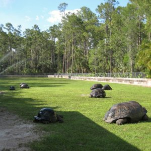Aldabra Breeders