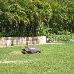 Aldabra Breeders