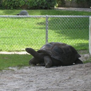 Aldabra Breeders