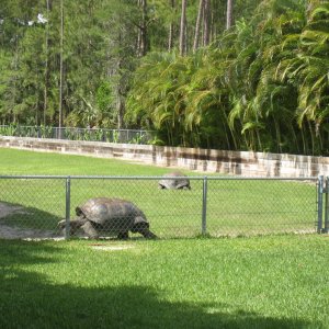 Aldabra Breeders