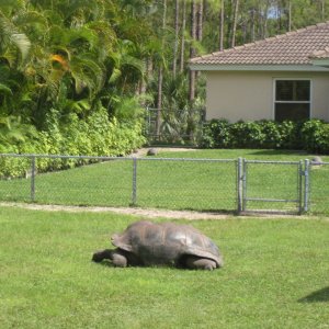 Aldabra Breeders