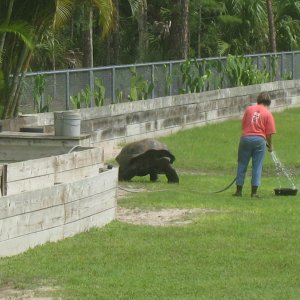 Aldabra Breeders