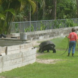 Aldabra Breeders