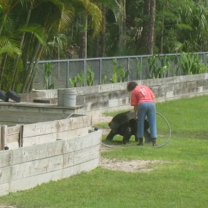 Aldabra Breeders
