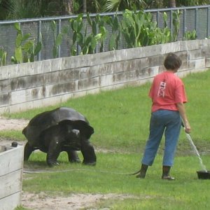 Aldabra Breeders